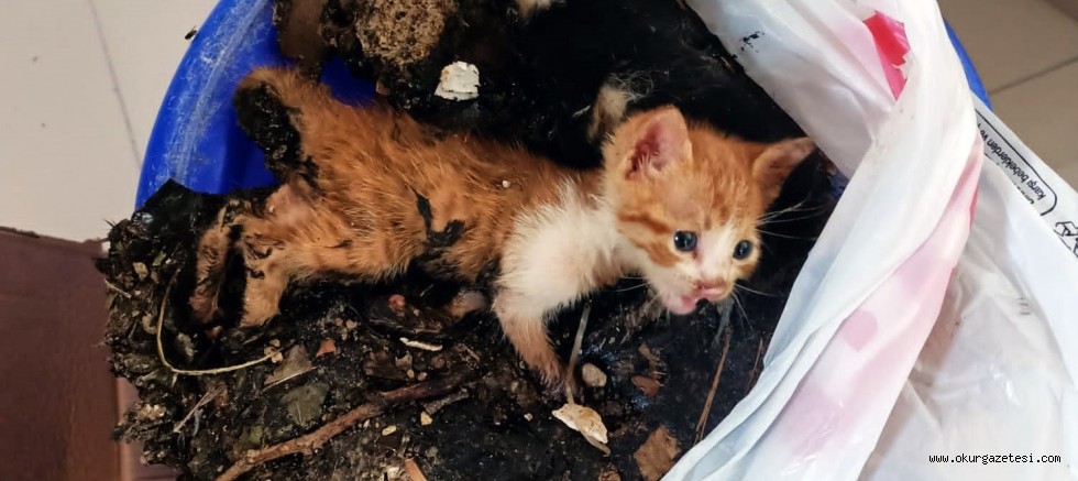 Zifte bulanan iki kedi yavrusunu belediye ekipleri kurtardı