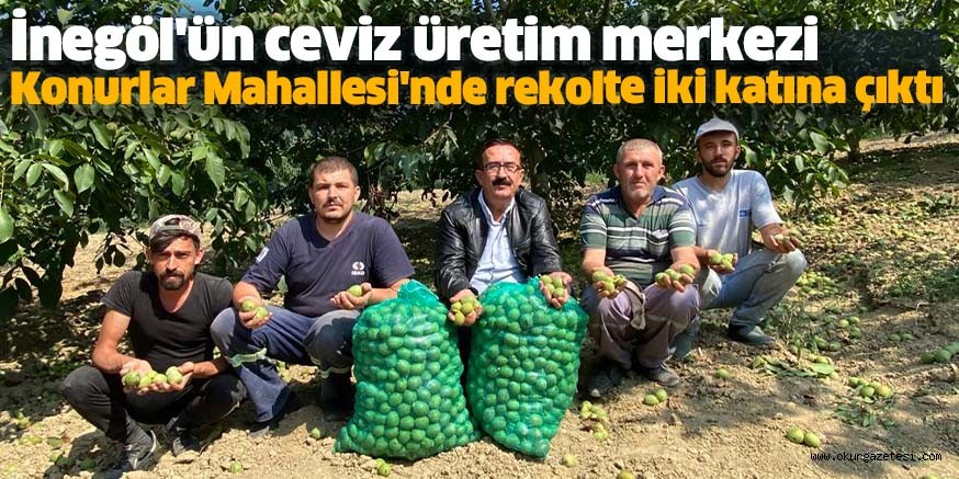 İnegöl’ün ceviz üretim merkezi Konurlar Mahallesi’nde rekolte iki katına çıktı