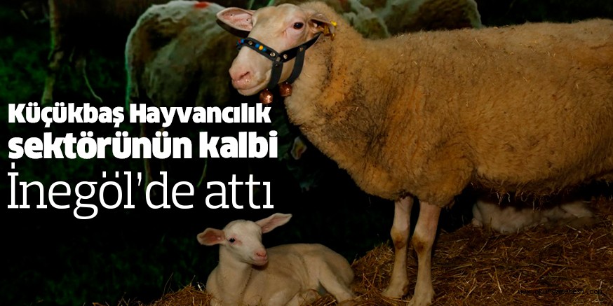 Küçükbaş Hayvancılık sektörünün kalbi İnegöl’de attı