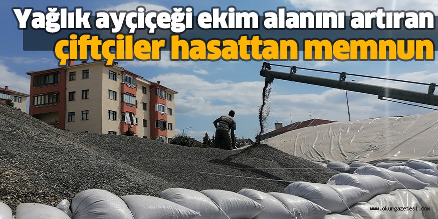 Yağlık ayçiçeği ekim alanını artıran çiftçiler hasattan memnun