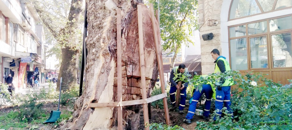 İnegöl’ün tarihi çınarları ‘Çınar Hekimleri’ ile tedavi ediliyor