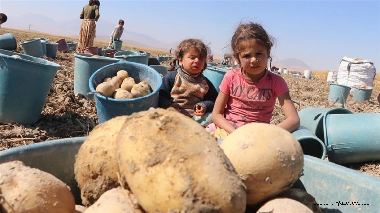 Karaman cipslik patates üretimiyle ön plana çıkıyor