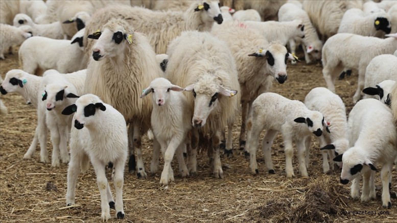 Küçükbaş hayvan yetiştiricileri desteklerin artırılmasından memnun