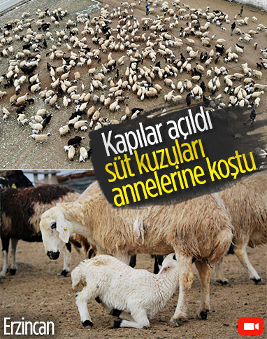 Erzincan'da süt kuzularının anneleri ile buluşma anı kameralara yansıdı