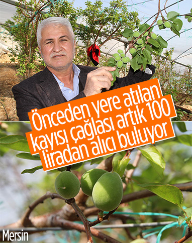 Mersin'de kayısı çağlasının kilosu 100 lirada satılıyor