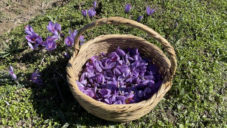 Milli bitki safranda “üretim” hedefine ulaşıldı