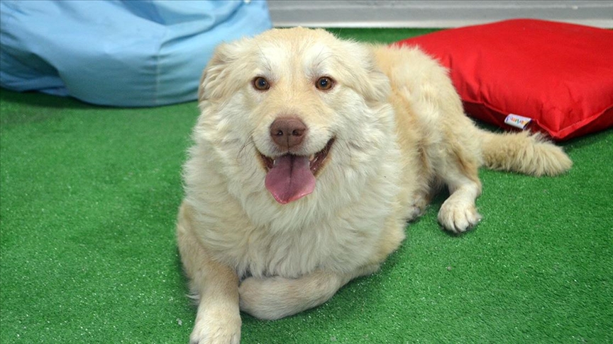 Yaralı bulunup tedavi ettirilen köpek ‘Pamuk’ öğrencilerin arkadaşı oldu