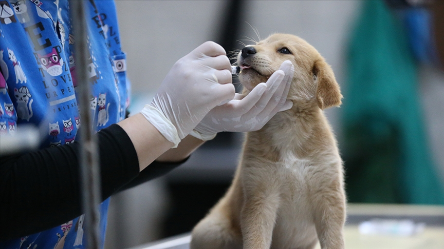 Konya’daki barınakta bulunan hayvanlar sağlık taramasından geçirildi