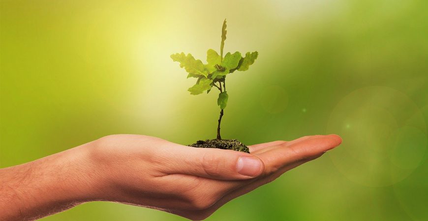 Fidan Kullanım Desteği başvuruları başladı