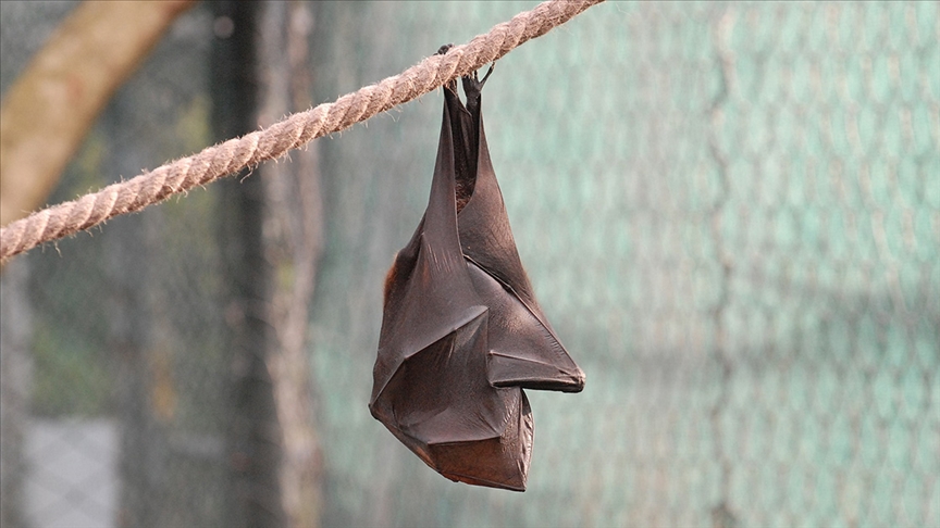 Bazı yarasalar, ses çıkarırken death metal şarkıcılarıyla aynı teknikleri kullanıyor