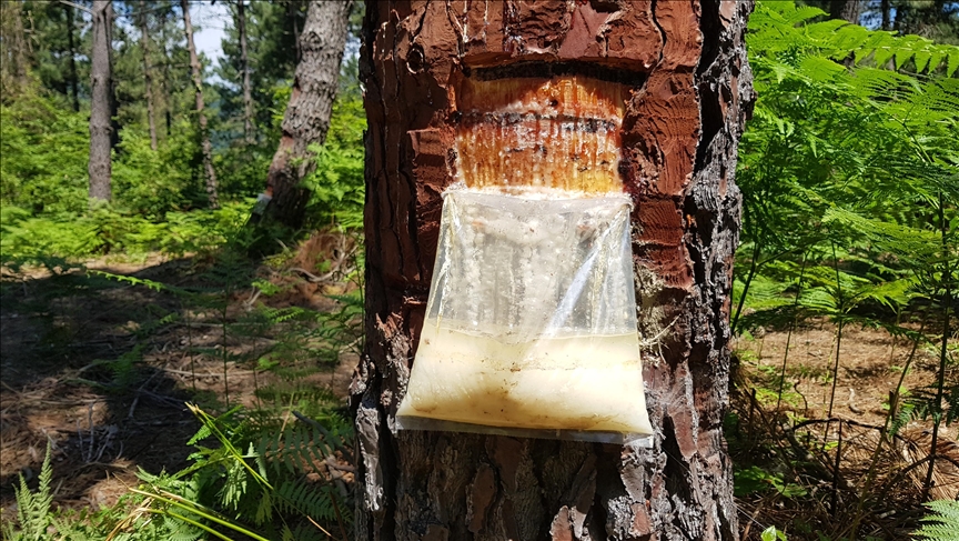 Bartın’daki ormanlardan bu yıl 40 ton çam reçinesi elde edildi