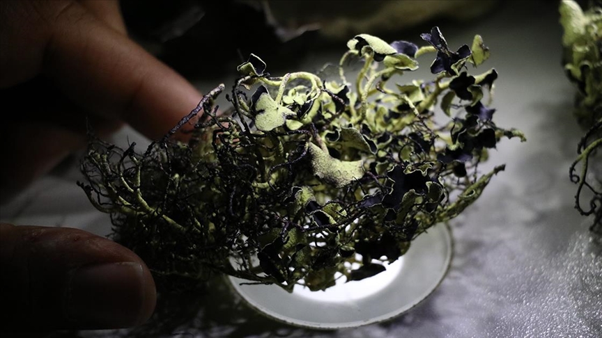 Türk bilim insanı Antarktika’da 10 liken türü keşfetti