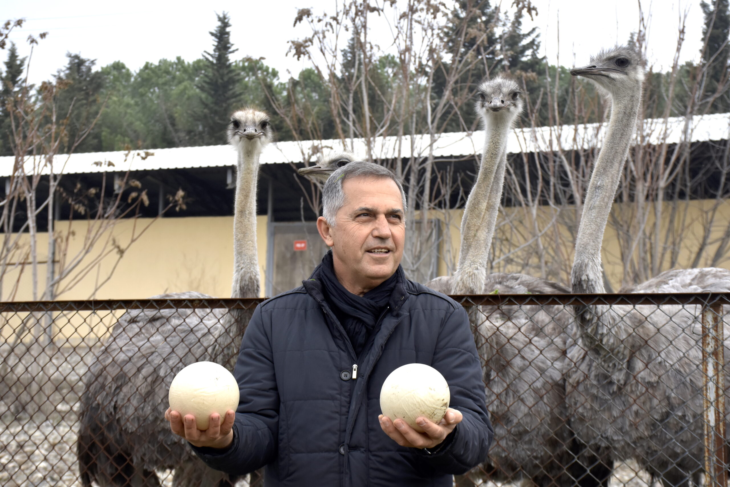 Uludağ Üniversitesinde yetiştirilen deve kuşları erken yumurtladı