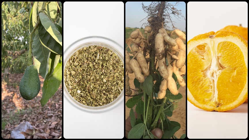 Avokado ve kekik üreticisini “sevindirdi”, yer fıstığı ve portakal “üzdü”