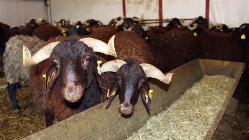 Morkaraman ırkı koyun sayısının artırılması için üniversitede çalışma yapılıyor