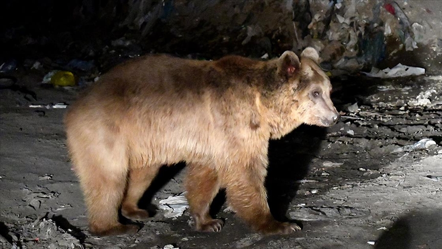 “Havanın soğumaması yüzünden kış uykusuna yatamayan bozayılar saldırabilir” uyarısı