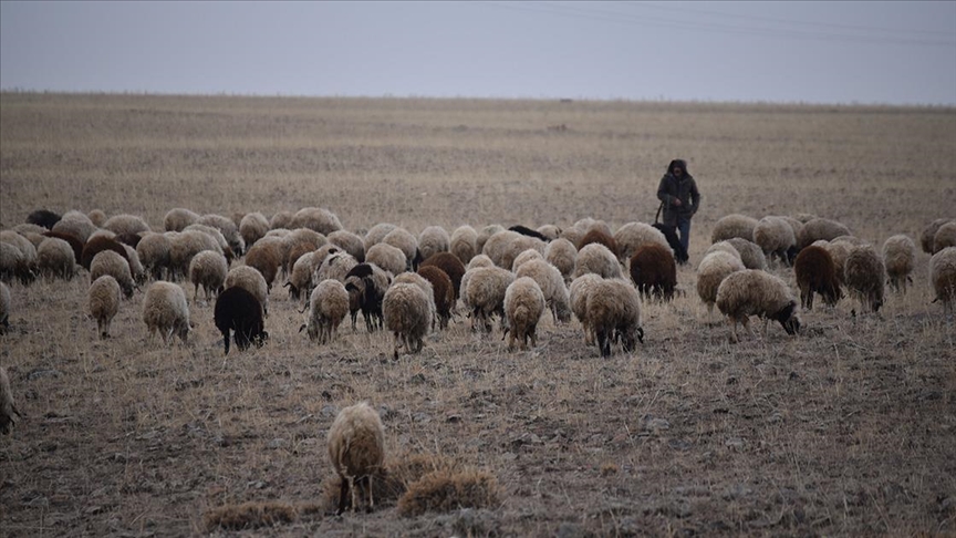 Kar yağmayınca besiciler “yem masraflarından tasarruf” için hayvanlarını meraya çıkardı