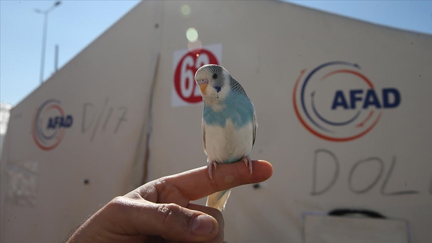 Muhabbet kuşu “Maviş”in sıra dışı çıkardığı sesle depreme uykuda yakalanmadılar