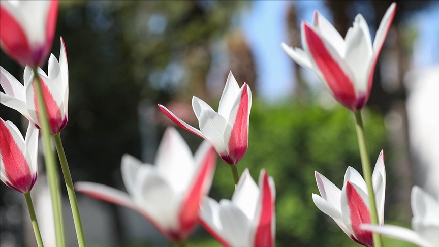 “Bornova lalesi” bilimsel çalışmayla yeniden toprakla buluşturuluyor