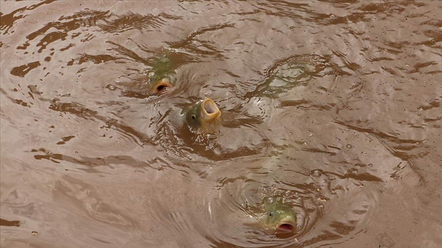 Selden etkilenen Balıklıgöl’deki balıklar “güvenli bölgede”