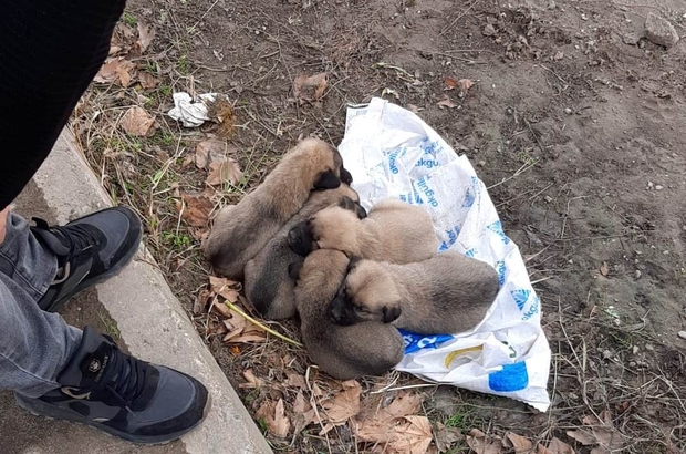 11 Yavru köpek çuvala konularak ölüme terk edildi