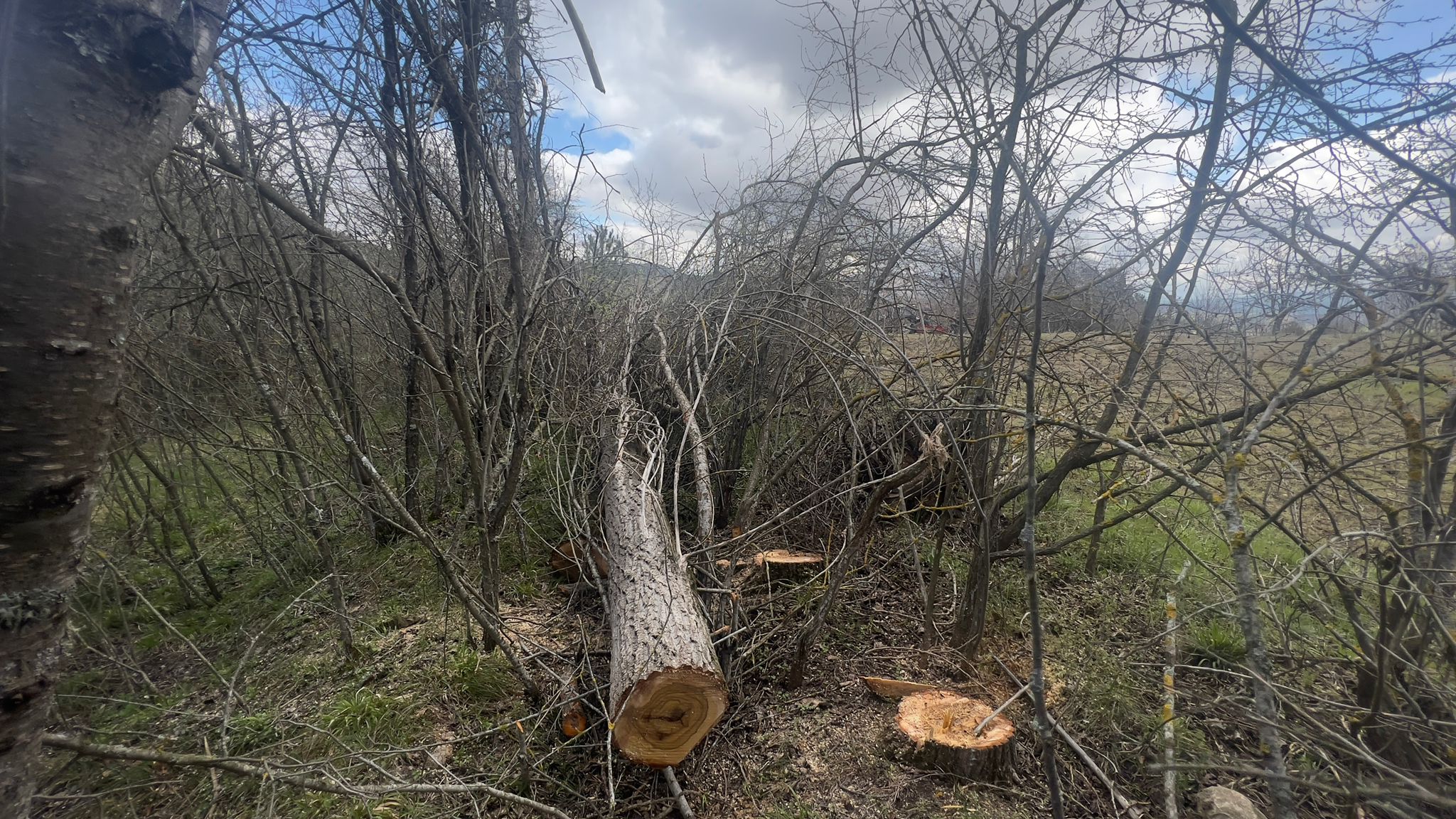 Ağacın altında kalan kişi hayatını kaybetti