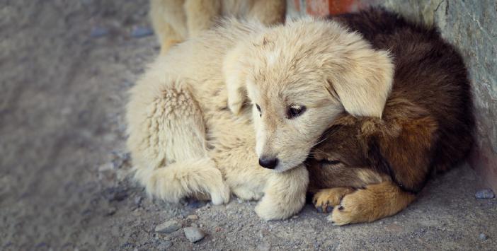 ‘Hayvanlar işkenceye maruz kalıyor’