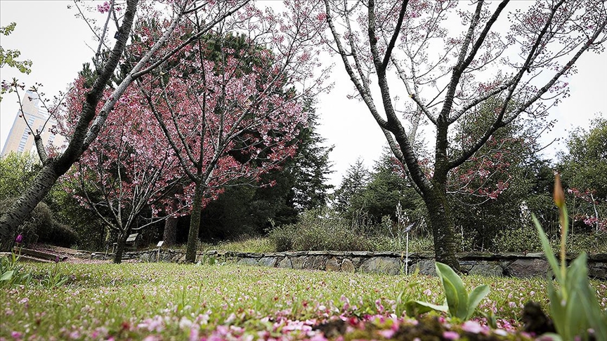 Türk-Japon dostluğunun simgesi “sakura ağaçları” İstanbul’da çiçek açtı