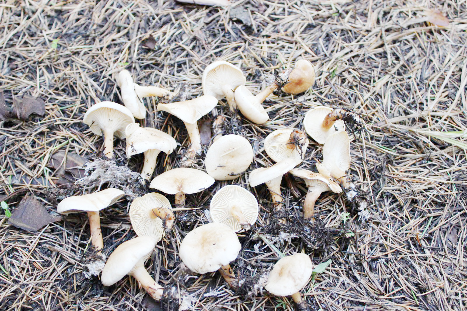 Mantardan zehirlenen kardeşler tedavi altına alındı