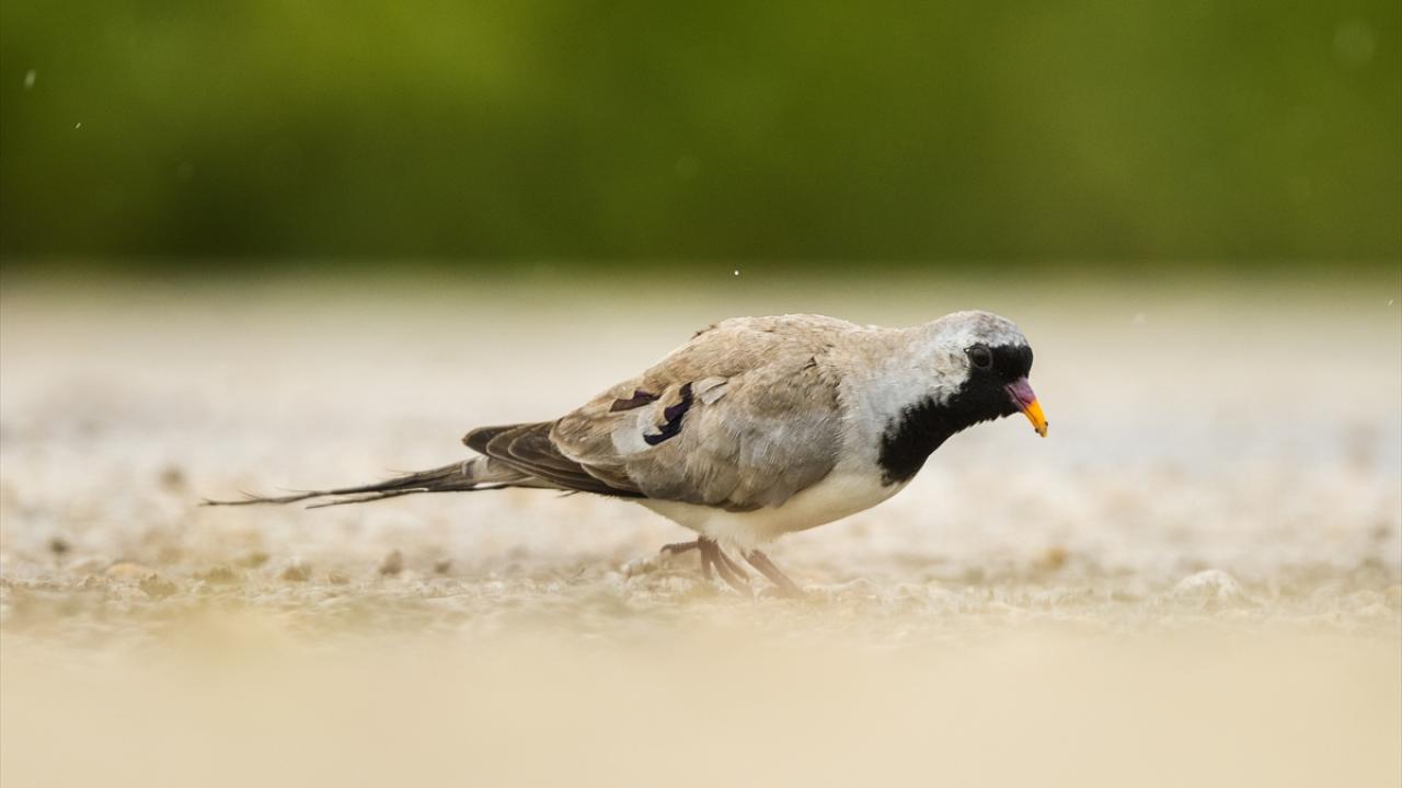 Tropikal Afrika kuşu, İnegöl’de görüldü