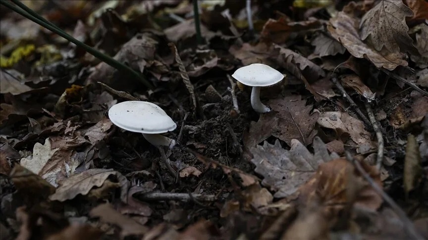 En çok zehirlenmeye yol açan mantar cinsi “köygöçüren”