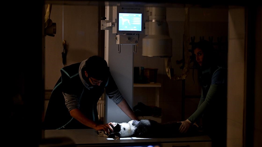 Hayvan Hastanesinden depremzede hayvanlar için özel “destek hattı”