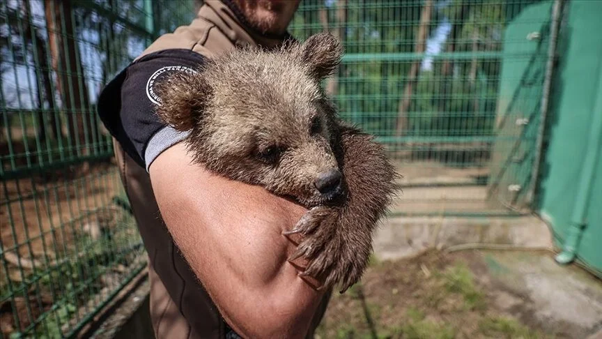 Bursa’daki ayı barınağında sevimli yavrulara özenle bakılıyor