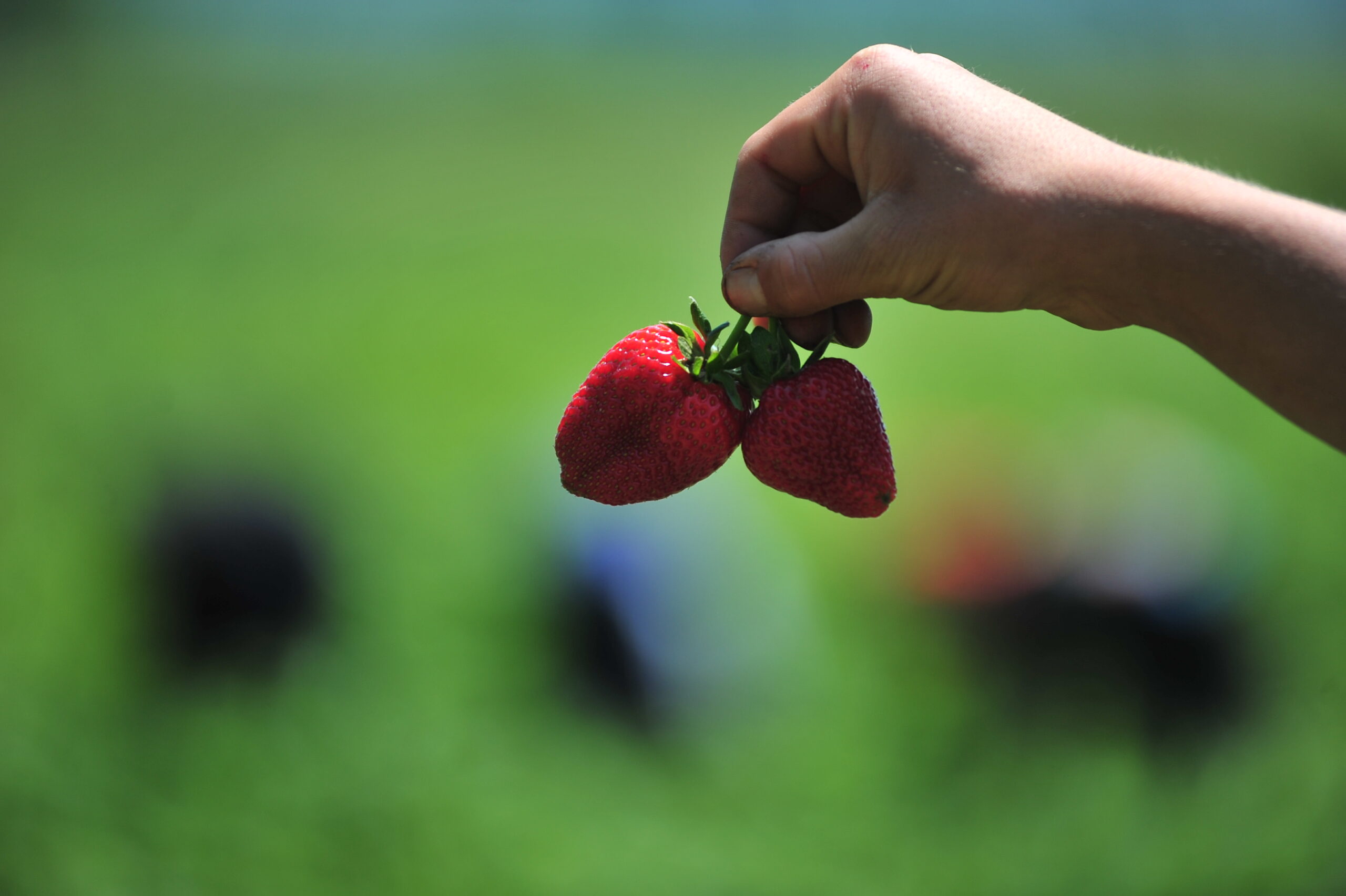 İnegöl çileğini almak için 3 ülke sıraya girdi