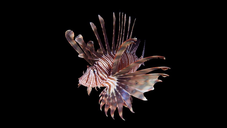 Türkiye’yi çevreleyen denizlerdeki 105 istilacı tür ekosistemi tehdit ediyor