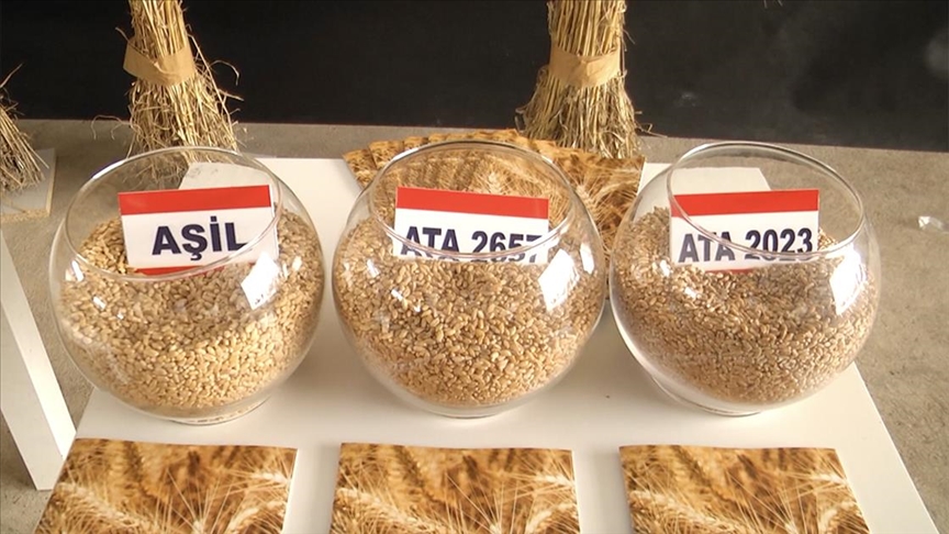Milli ve yerli tohumlar “tarla günü”nde görücüye çıktı