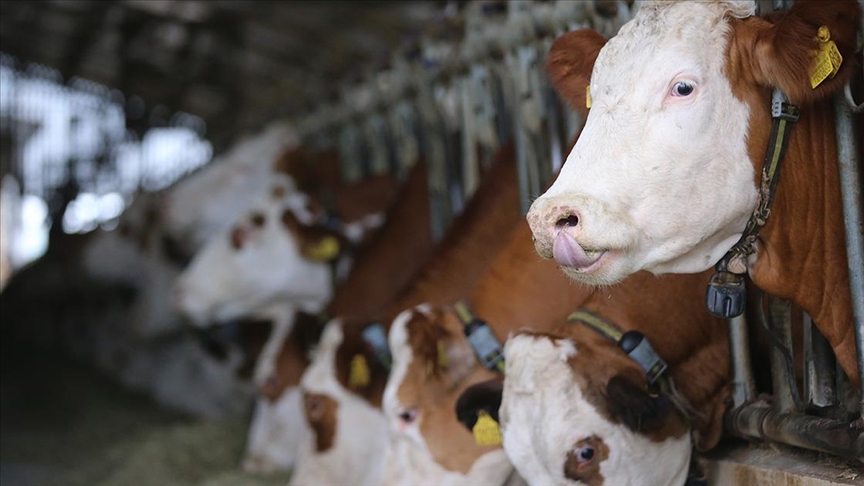 Modern süt üretim tesislerinin enerji ihtiyacı güneşten karşılanıyor