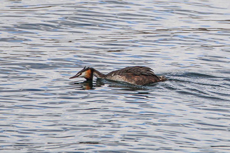 Kırmızı listedeki 4 kuş türü Ağrı’daki Balık Gölü’nde görüldü