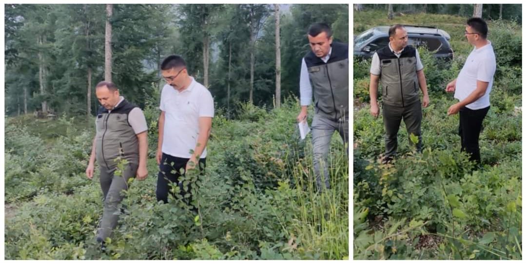 İnegöl ormanlarında gençleştirme operasyonu