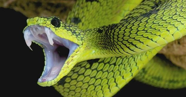 Yaşlı kadını yılan soktu