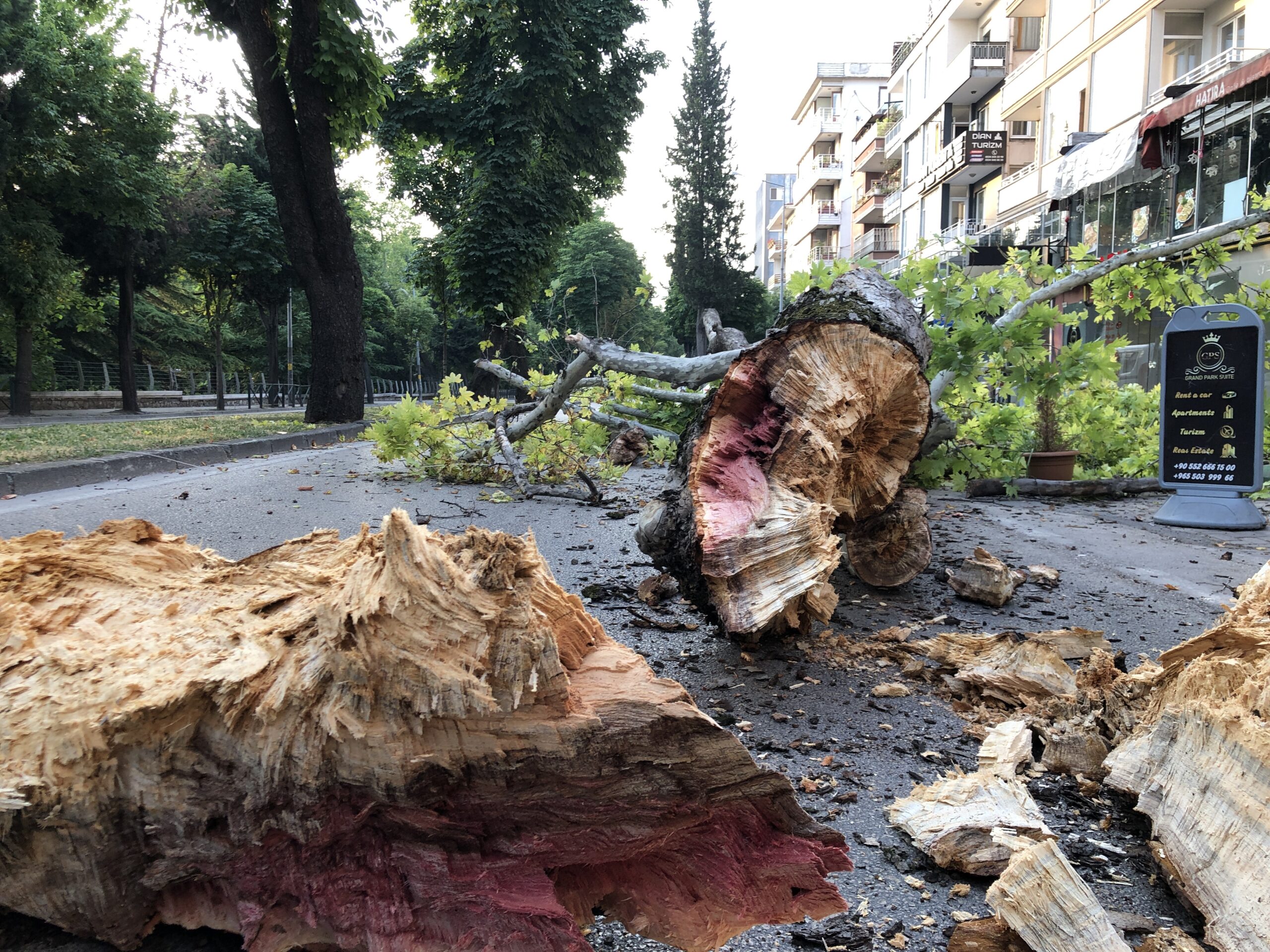 Çınar ağacı yola devrildi