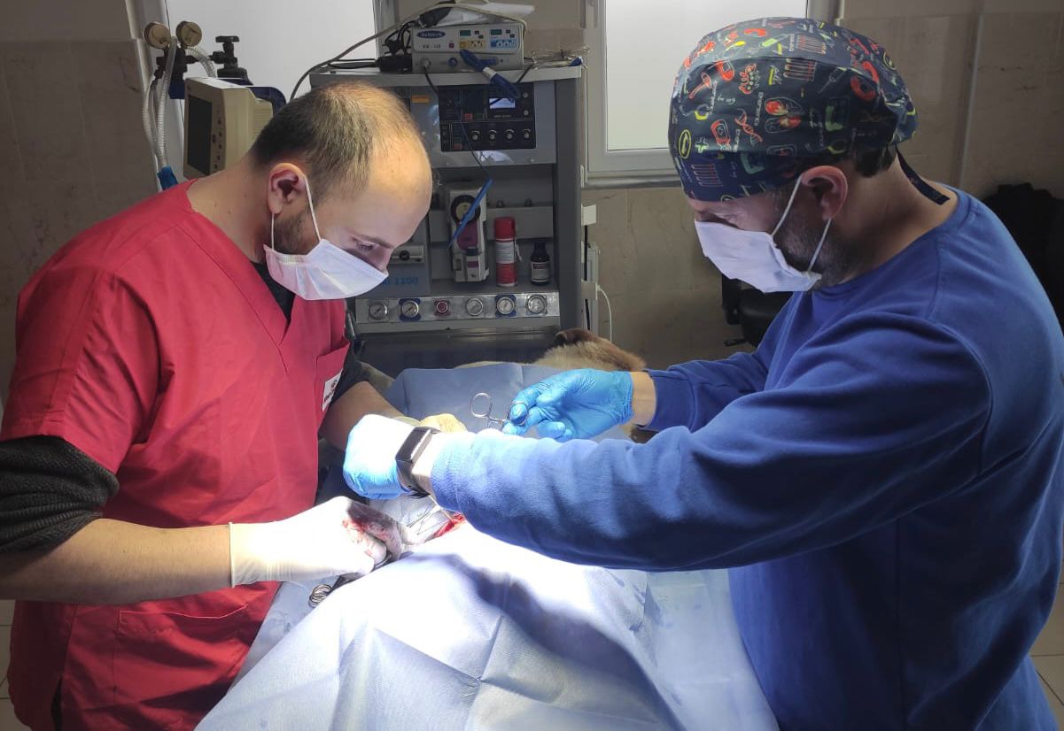 Belediye 6 ayda 2.700 hayvana şifa oldu