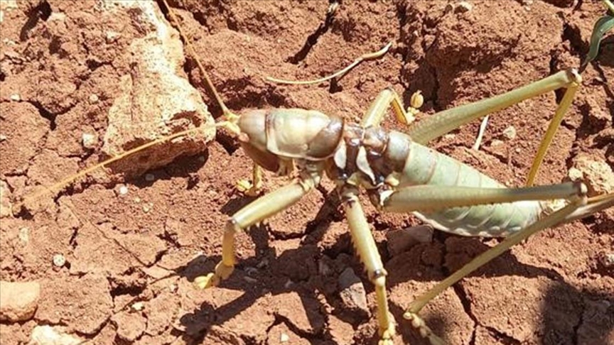 Çiftçilere “etçil çekirgeleri öldürmeyin” çağrısı