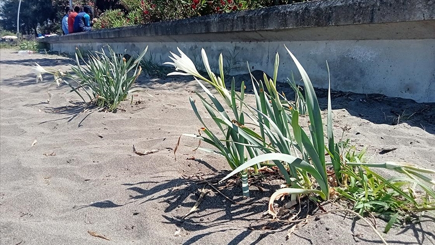 Samsun’da koruma altındaki kum zambakları çiçek açtı