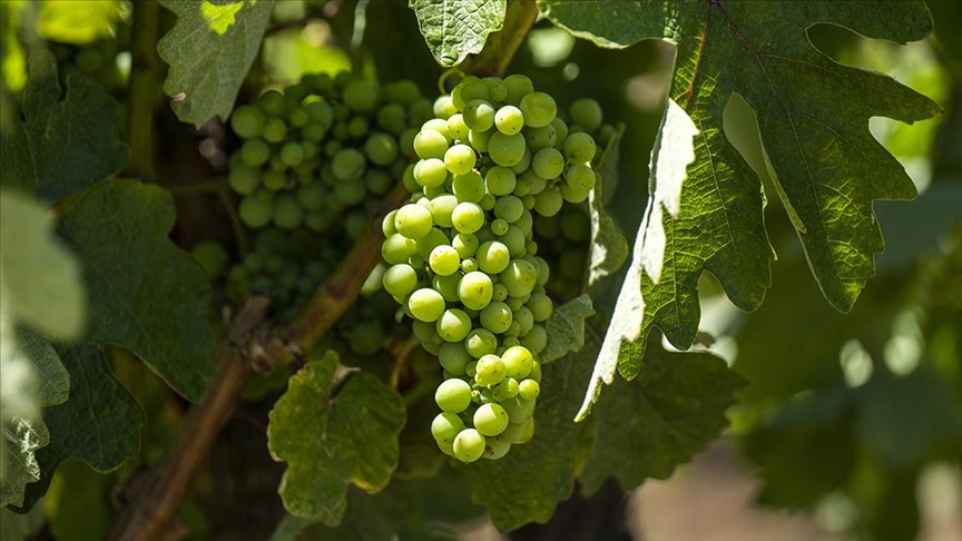 Türkiye’nin 4 milyon tonluk üzüm üretiminde “akıllı tarım” için diplomalı uzmanlar yetiştirilecek