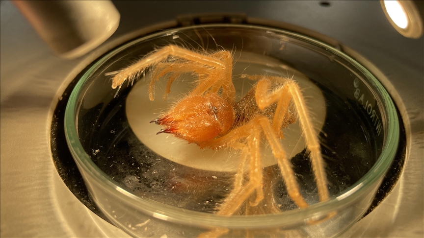 Prof. Dr. Hakan Demir’den örümceğe benzeyen “sarıkız” ısırığı uyarısı