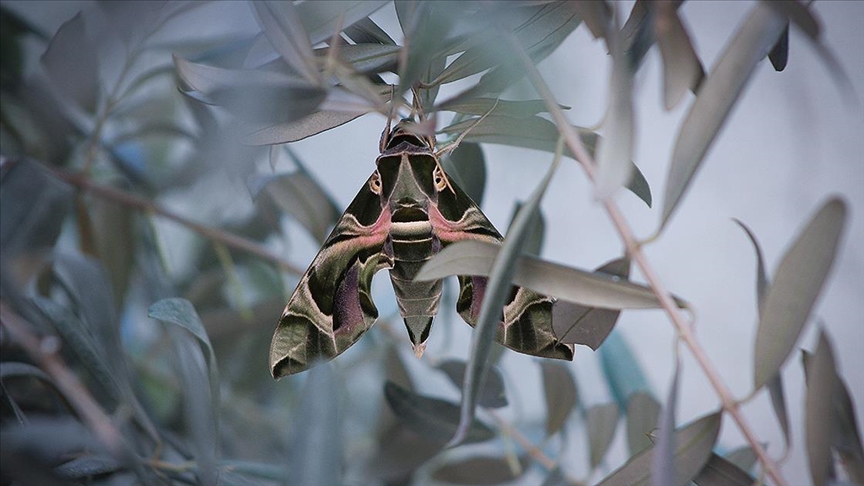 Askeri kamuflaj desenli “mekik kelebeği” Hatay’da görüntülendi