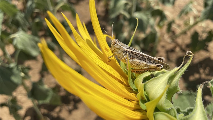 Tekirdağ’da tarım arazilerinde görülen çekirgelere karşı ilaçlama başlatıldı