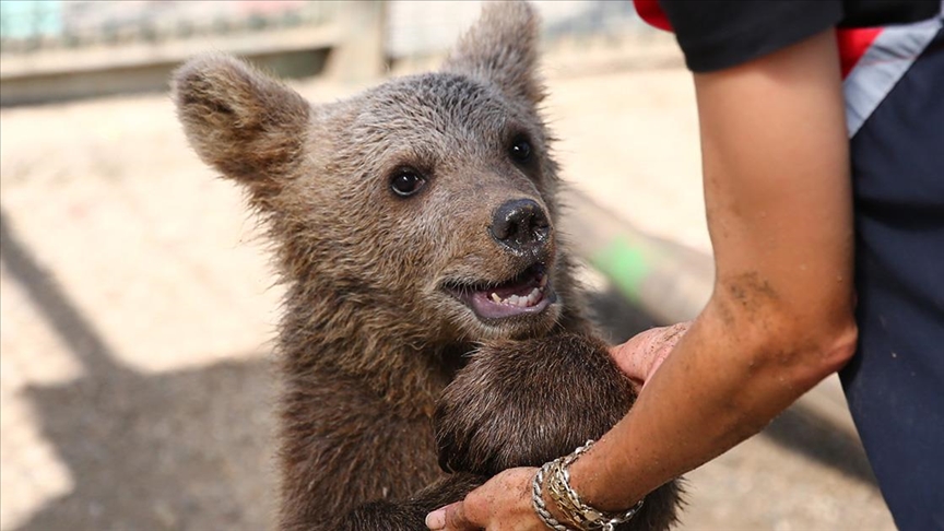 Ayı yavrusu “Paşa” yaşamına Bursa’da devam edecek