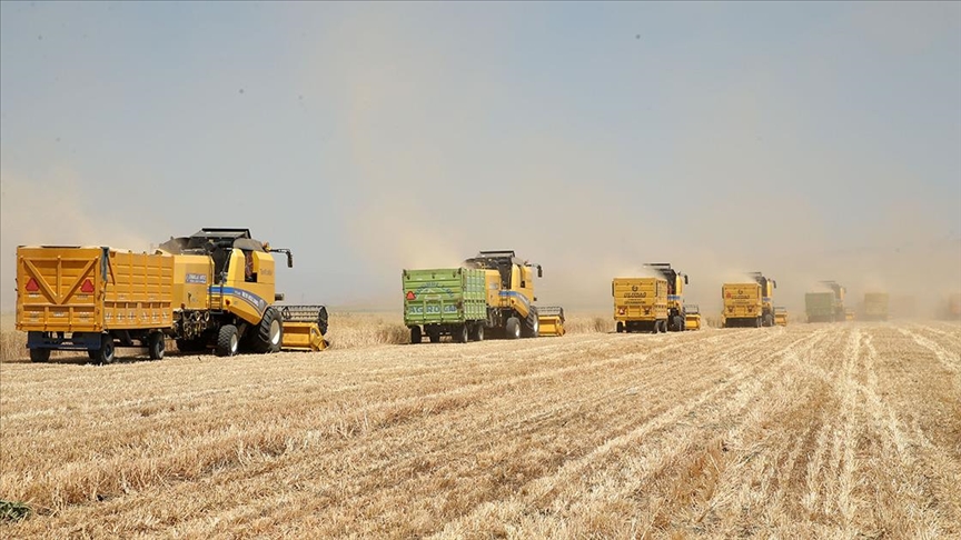Muş Ovası’nda hububat hasadı başladı